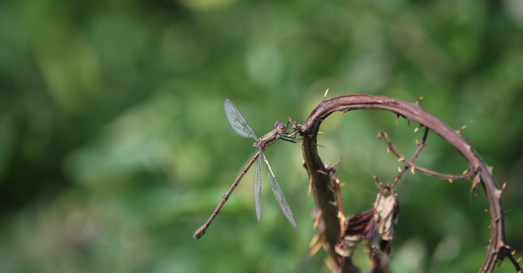 Chalcolestes viridis o parvidens, femmina